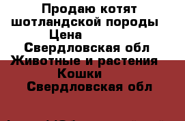 Продаю котят шотландской породы › Цена ­ 2 000 - Свердловская обл. Животные и растения » Кошки   . Свердловская обл.